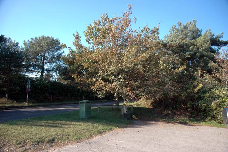 Oak and Lawrence monument