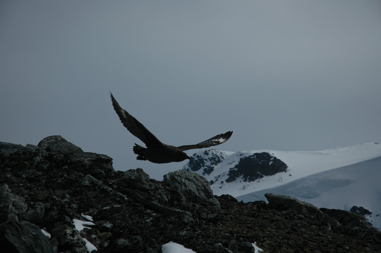 Skua