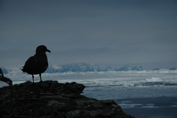 Skua, Cumberland Bay behind