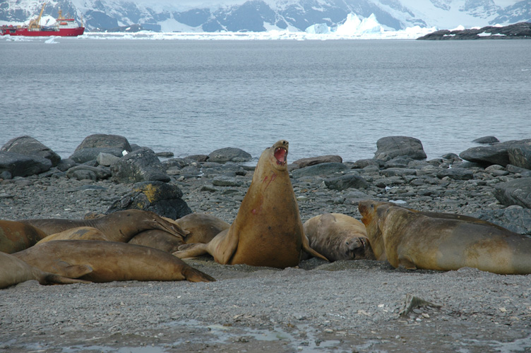 Elephant seals