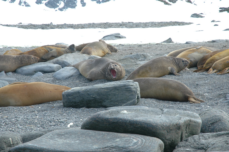 Elephant seal, named for their trunk like noses