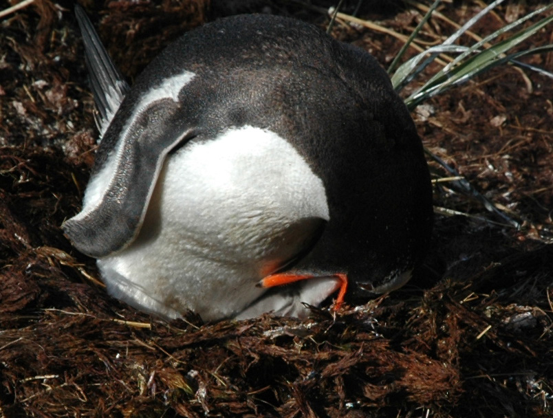Gentoo penguin feeding a chick