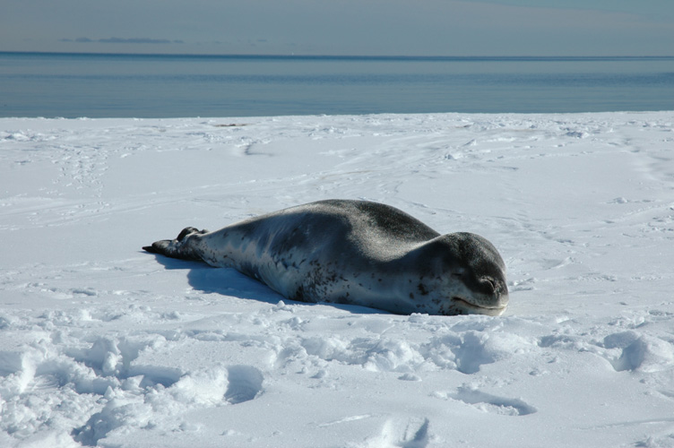 Leopard seal sleeps on the sea ice