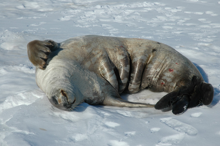 Crabeater seal scratching on the sea ice