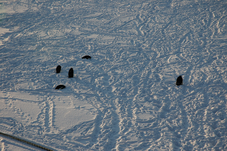 Penguins shelter on the ice shelf