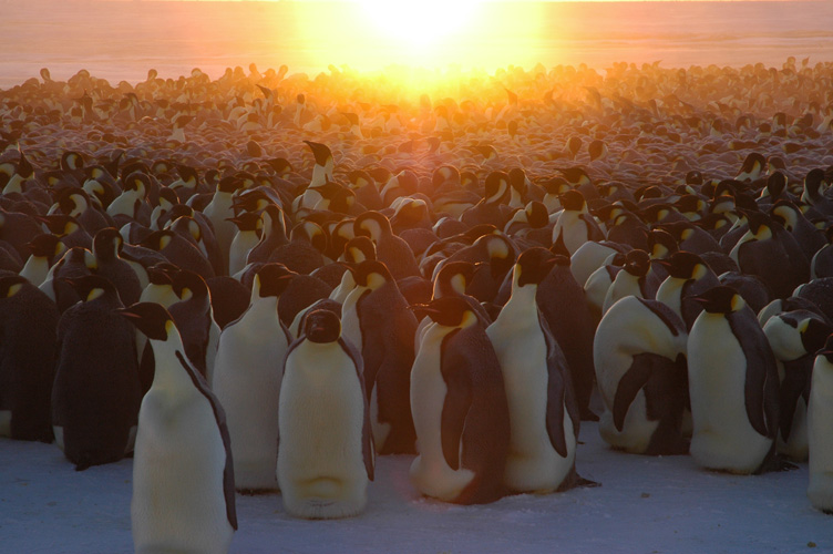 The sun rises behind the emperor penguin colony, a huddle in the center is picked out in soft grey