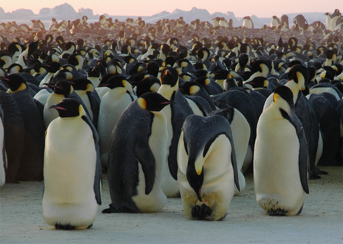 An emperor penguin checks his egg