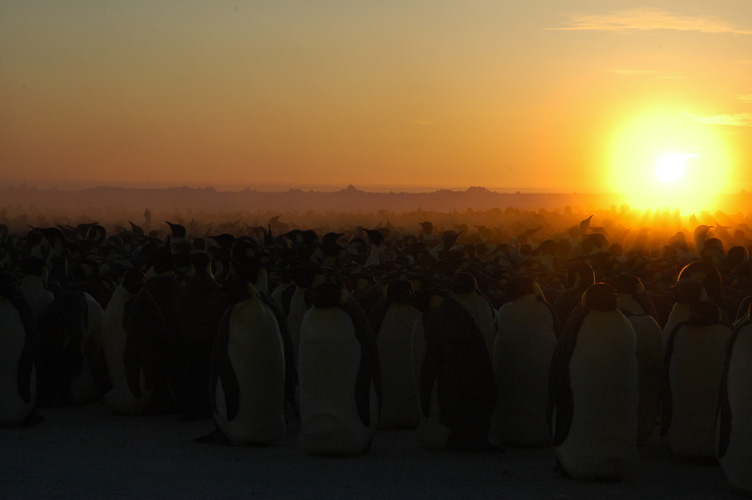 The sun behing the emperor penguin colony (yes, but it's pretty)