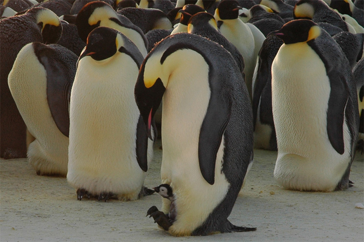 A newly hatched chick inspects the world