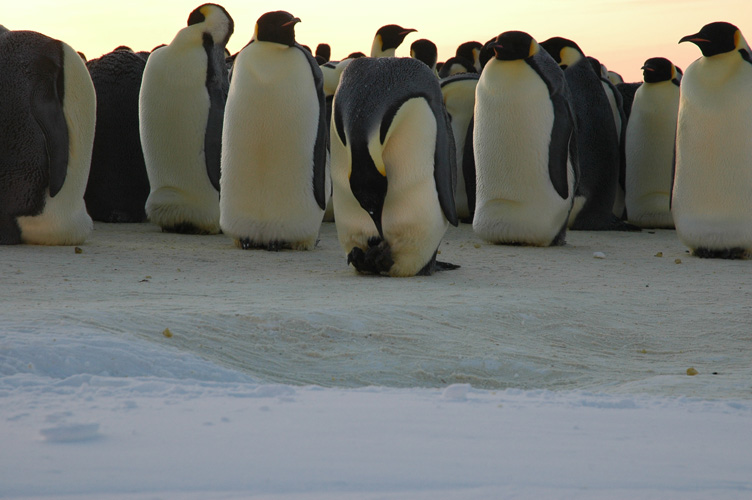 A shy chick is checked by its parent