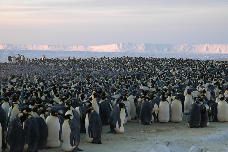 Many more penguins occupy the colony now that most mothers have returned