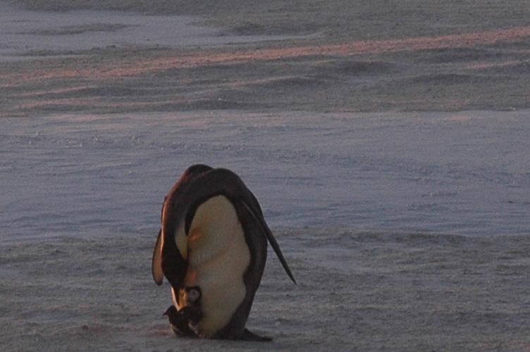 A lone parent and chick