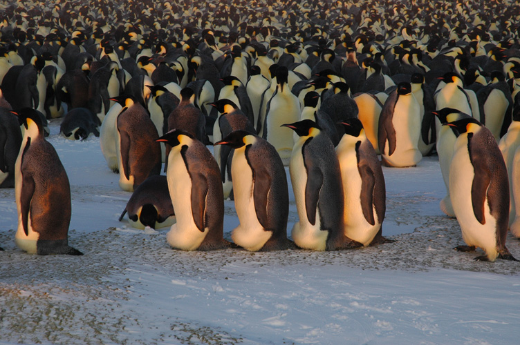 A queue of penguins walk around the colony