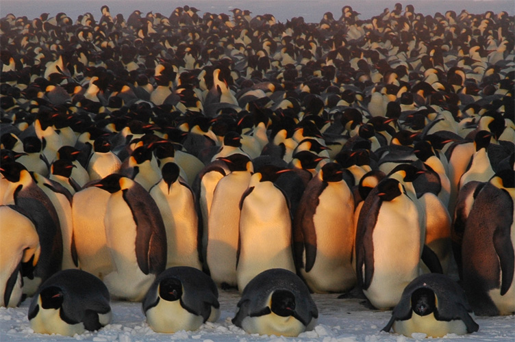 Four emperor penguins bask in the sun's rays