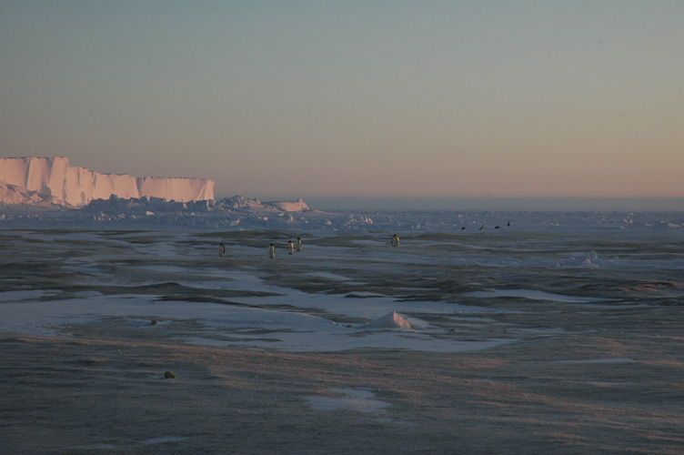 Penguins return from feeding in small groups