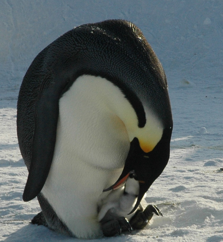 Emperor penguin chick feeding