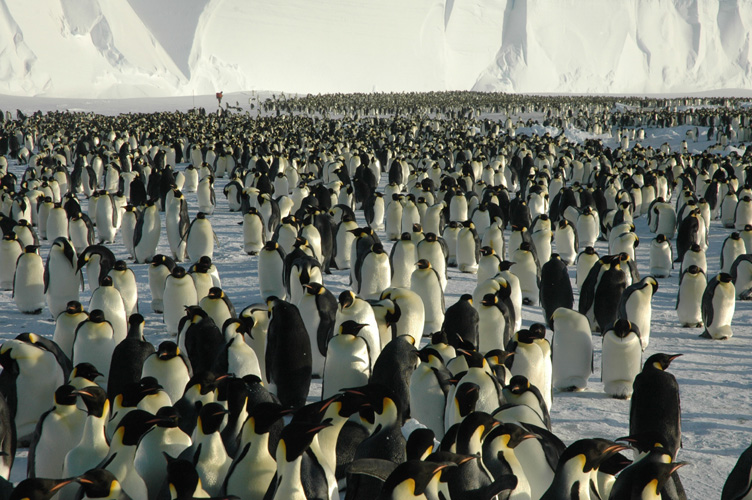 The emperor penguins spread out beneath the cliff