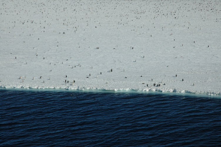 Penguins cluster at the coast