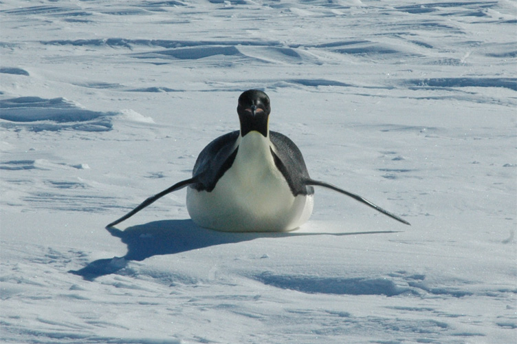 Emperor on the ice