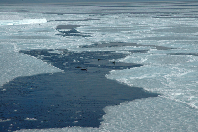 Penguins cavort amongst rafts of fresh ice