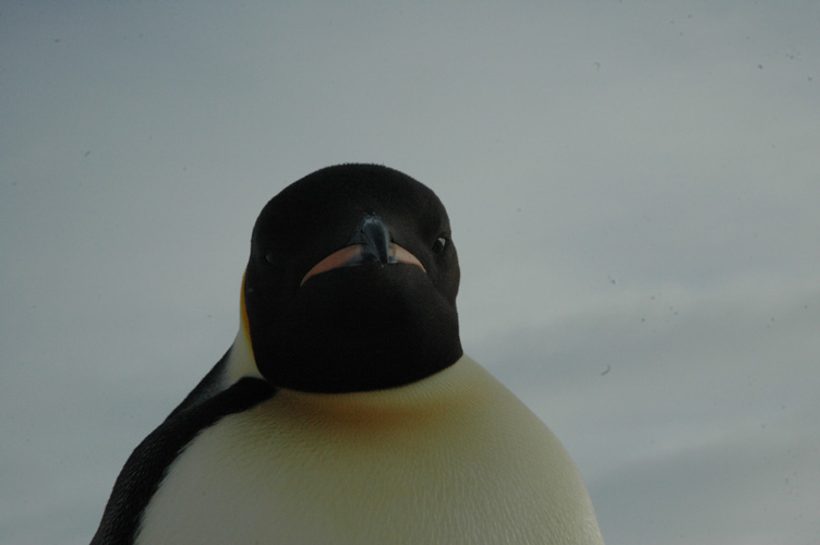 Emperor penguin stares me out