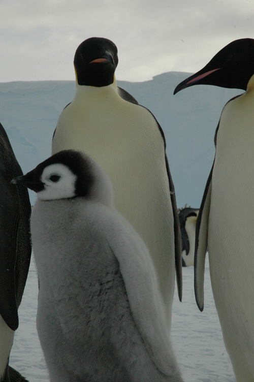 Fluffy down on an emperor chick