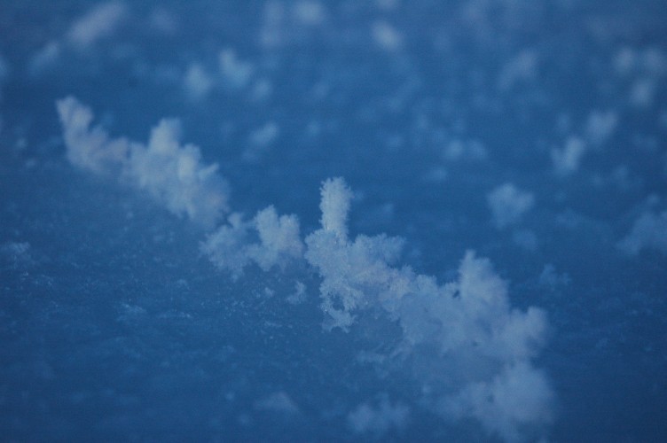 Frost flowers covering the surface of the new ice