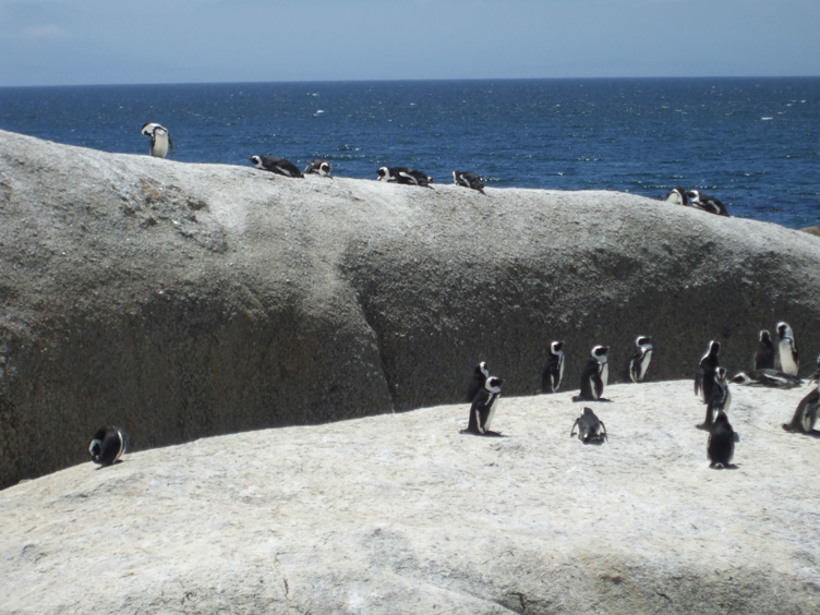 where even penguins sunbathe
