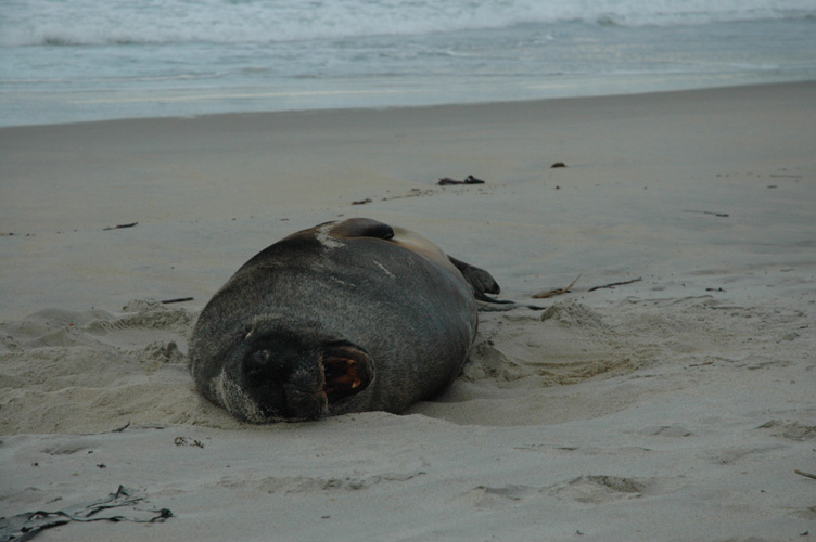 Sand sea-lion