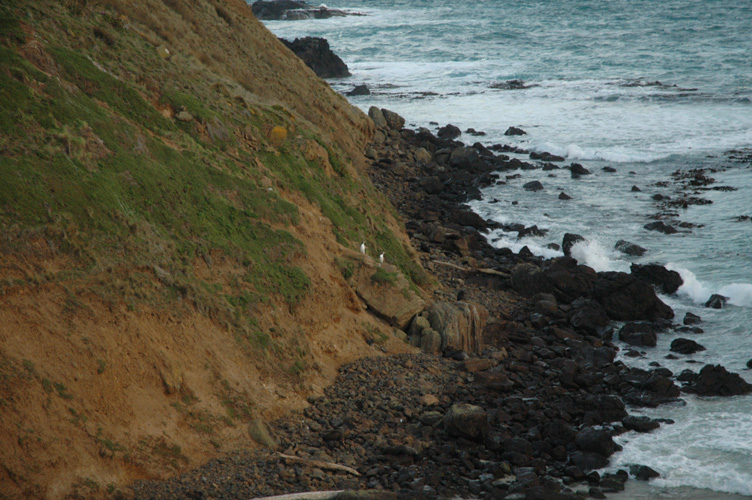 Penguins and hiding fur seals