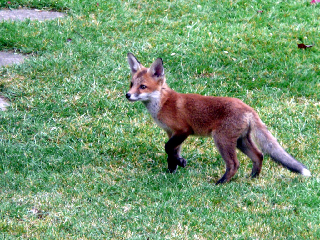 Fox cub in garden