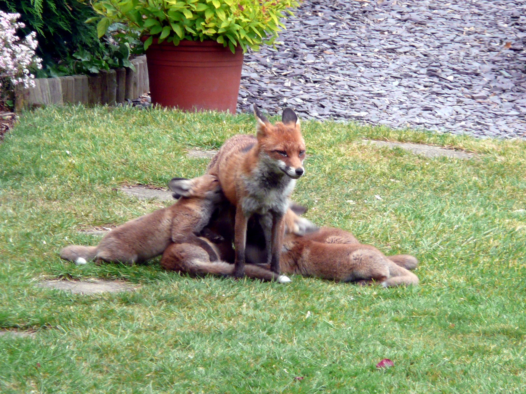 Vixen feeding four cubs