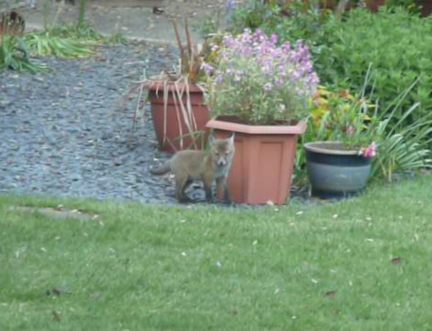 Small fox cub by plant pot