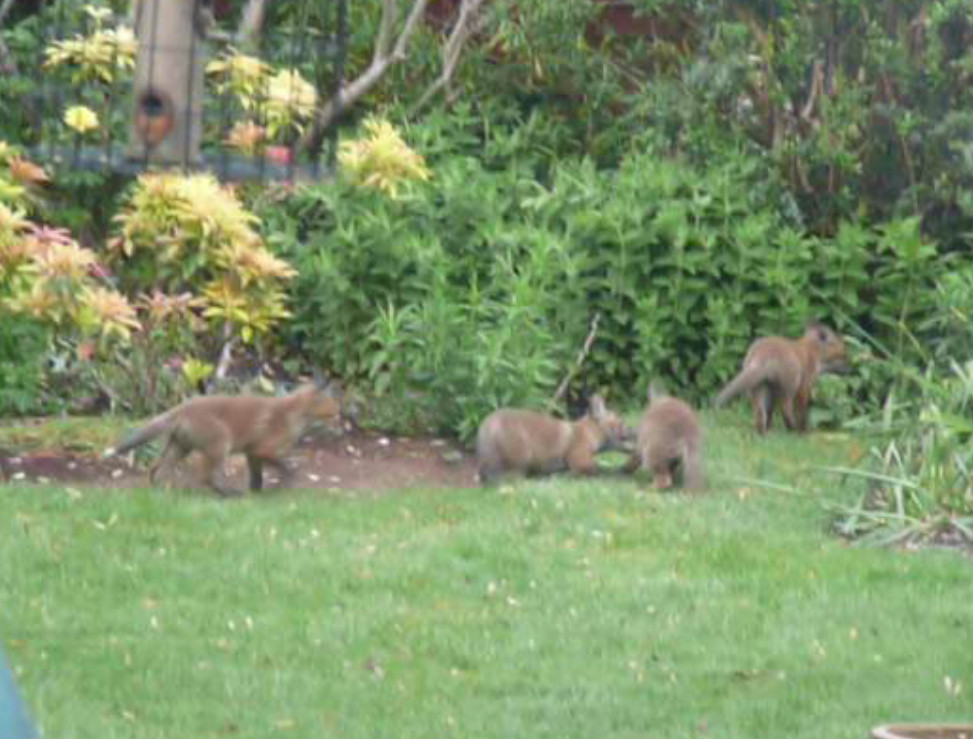 Four fox cubs playing chase in the garden