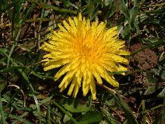 DSCF0054.JPG
