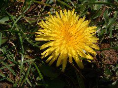 DSCF0053.JPG