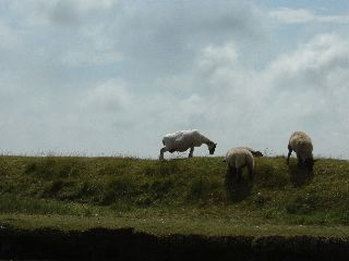 DSCF0208.JPG