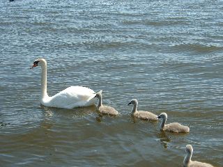 DSCF0107.JPG