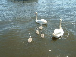 DSCF0106.JPG