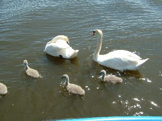 DSCF0105.JPG