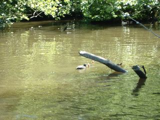 DSCF0042.JPG