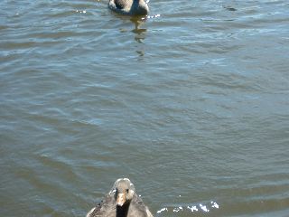 DSCF0039.JPG
