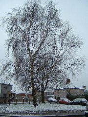 DSCF0033.JPG