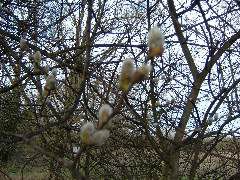 DSCF0126.JPG