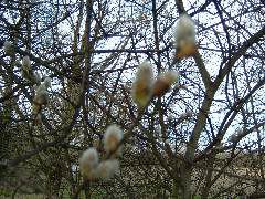 DSCF0125.JPG