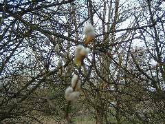DSCF0124.JPG