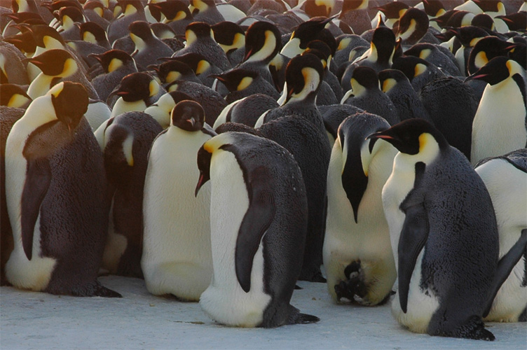 Solid Sea and Southern Sky: Penguins (and Chicks)