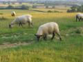 Bredon_200507/cimg0002.jpg