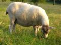 Bredon_200507/cimg0003.jpg