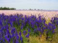 Bredon_200507/cimg0102.jpg
